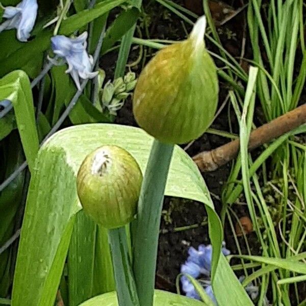 Allium victorialis Flower