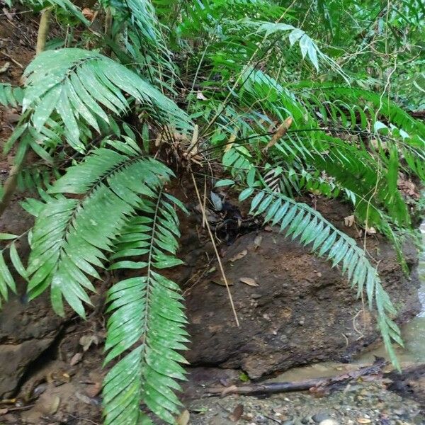 Zamia fairchildiana Blad