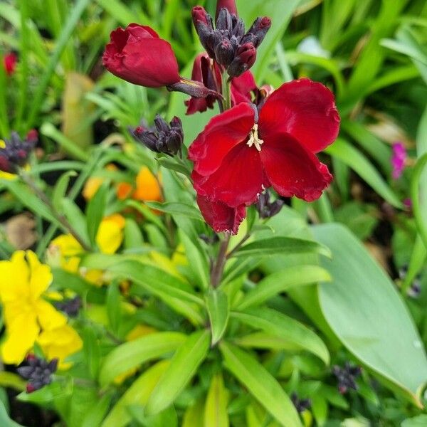 Erysimum × cheiri Habitus