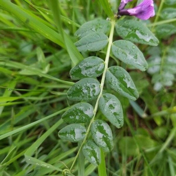 Vicia sepium برگ