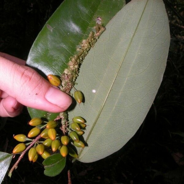 Erythroxylum gracilipes Fruit