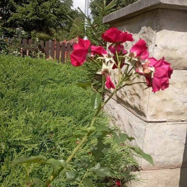 Rosa pendulina 花