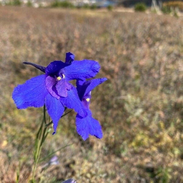 Delphinium grandiflorum Kvet