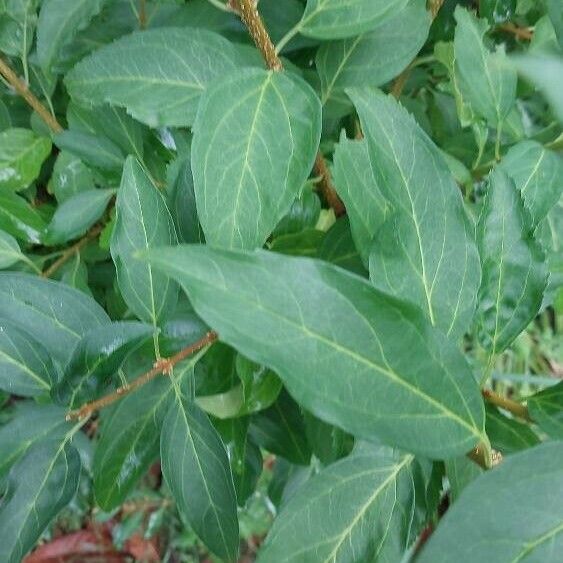 Forsythia viridissima Blatt