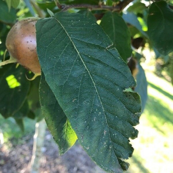 Crataegus germanica Yaprak