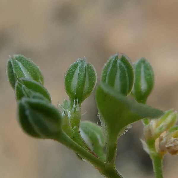 Polycarpon tetraphyllum Autre