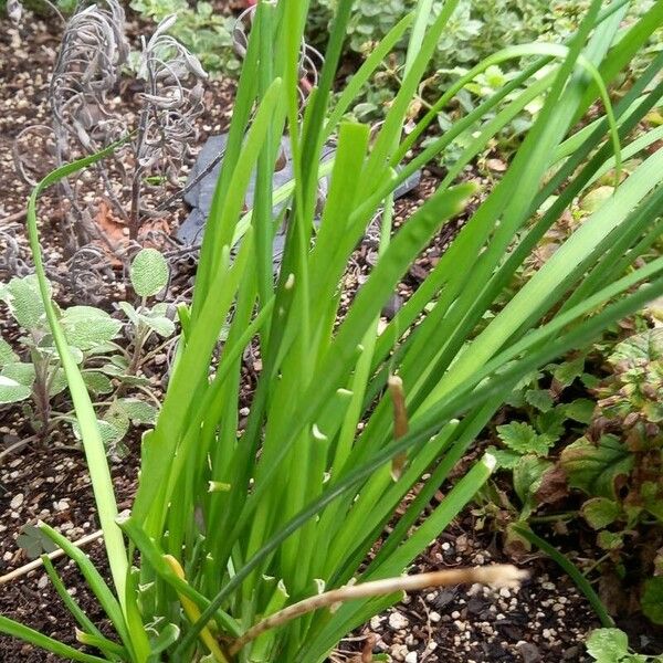 Allium tuberosum পাতা