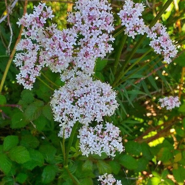 Valeriana tuberosa Кветка