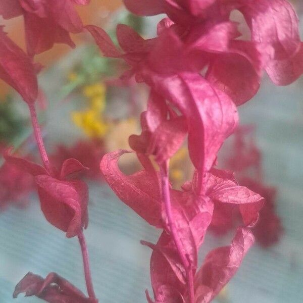 Atriplex hortensis Kwiat