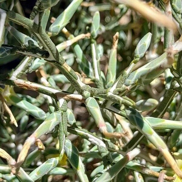 Lactuca orientalis Schors