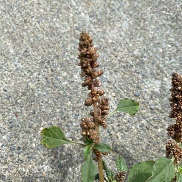 Amaranthus deflexus Λουλούδι