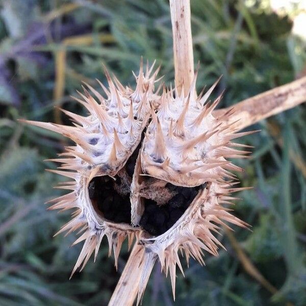 Datura stramonium Plod