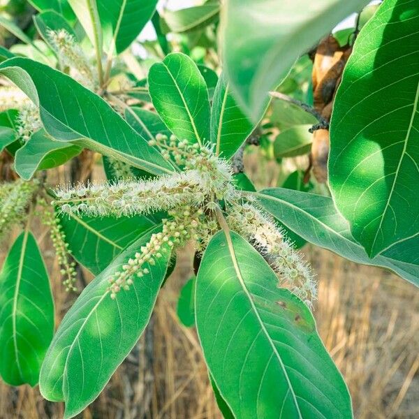 Terminalia macroptera Blad