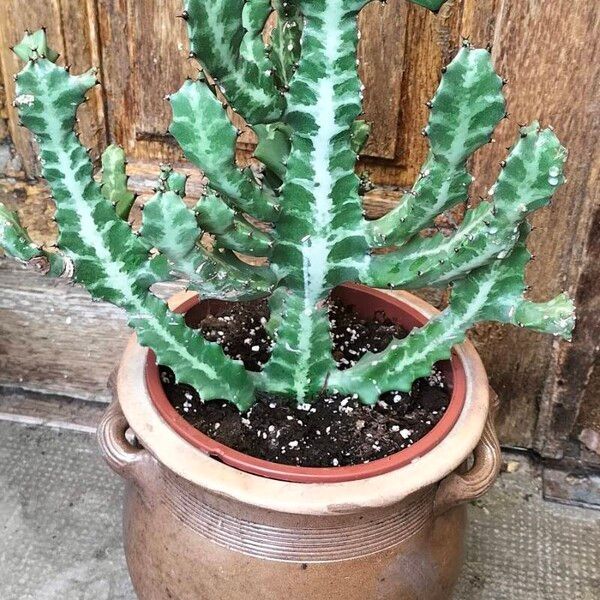 Euphorbia lactea 叶