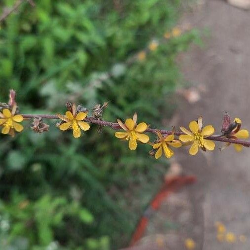 Triumfetta rhomboidea Flor