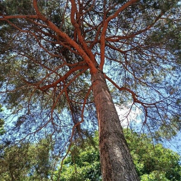 Pinus pinea Hábito