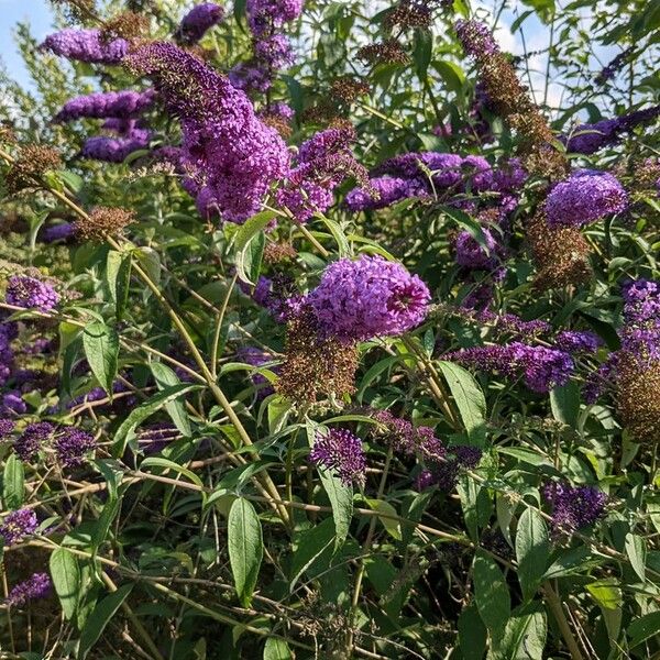 Buddleja davidii Hábitos