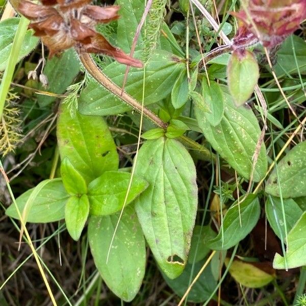 Prunella grandiflora Ліст