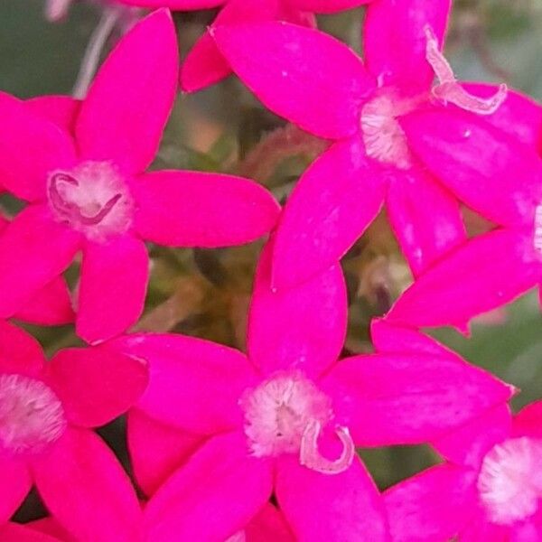 Pentas lanceolata Kvet