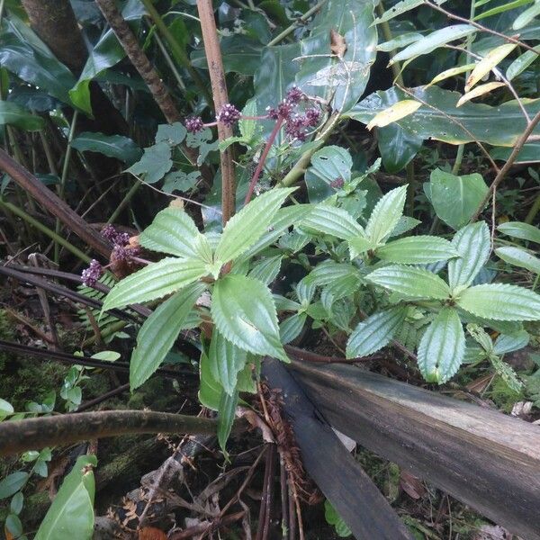 Pilea umbellata ശീലം