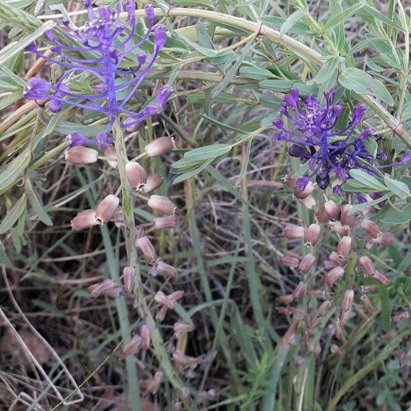 Muscari comosum फूल