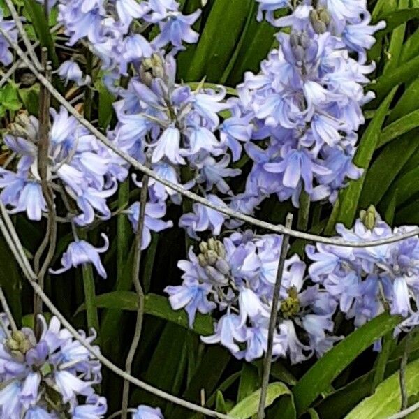 Hyacinthoides × massartiana Flor