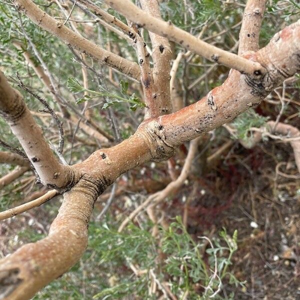 Ambrosia chamissonis Écorce