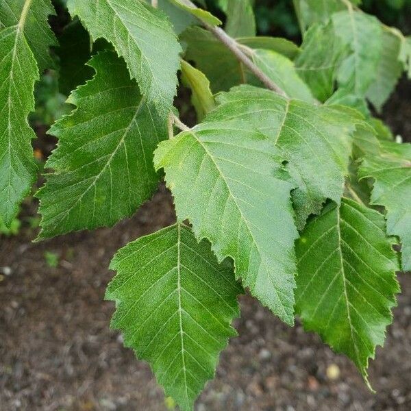 Betula nigra Лист