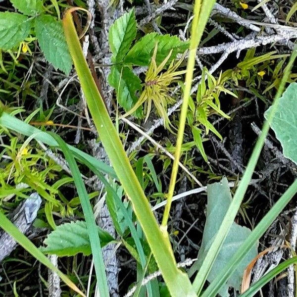 Brachypodium pinnatum পাতা