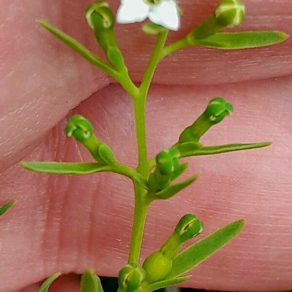 Thesium alpinum Floare