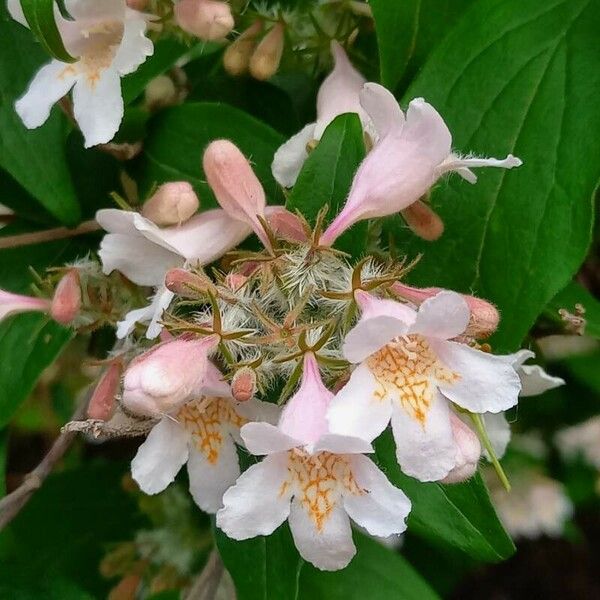 Kolkwitzia amabilis Flower