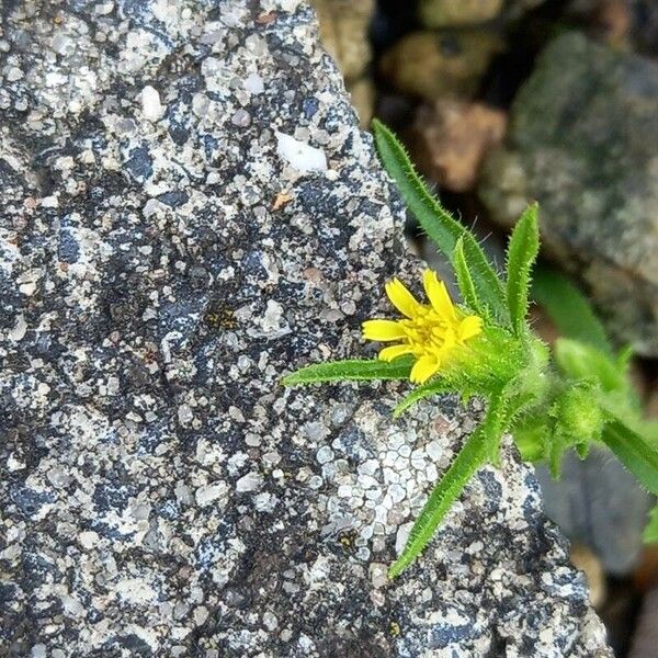 Dittrichia graveolens Flower