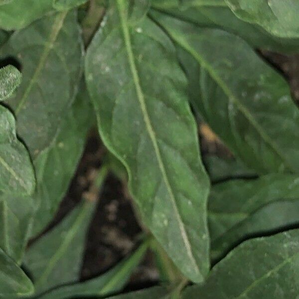 Solanum pseudocapsicum Leaf