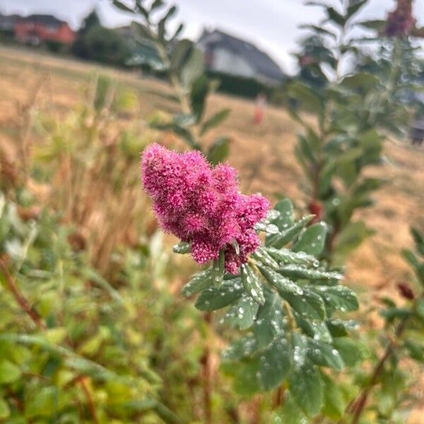 Spiraea douglasii Flor