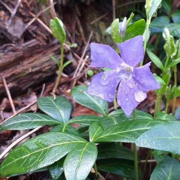 Vinca minor Flor