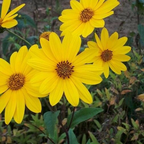 Helianthus × laetiflorus Flower