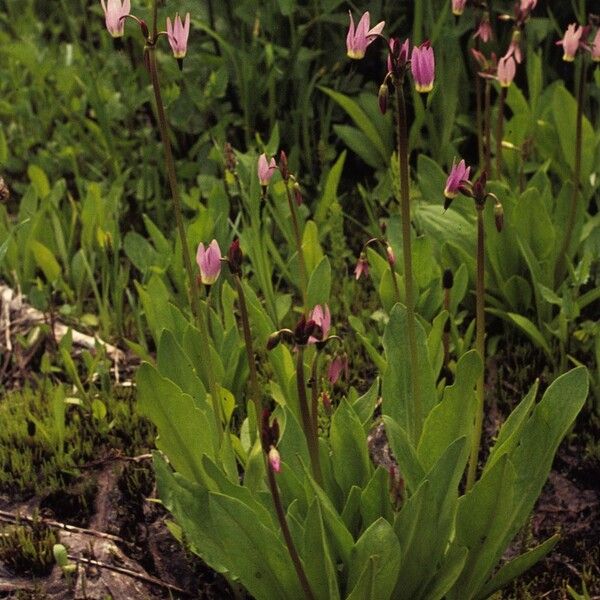 Primula jeffreyi Hàbitat