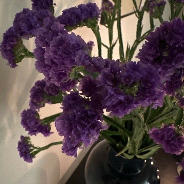 Limonium sinuatum Flower