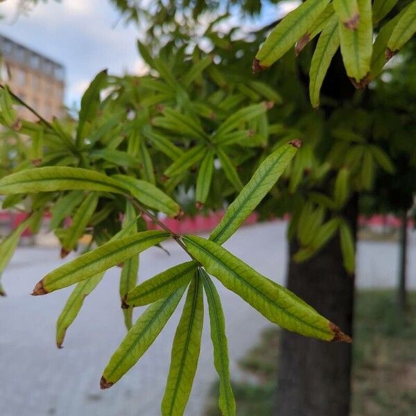 Quercus phellos Hostoa