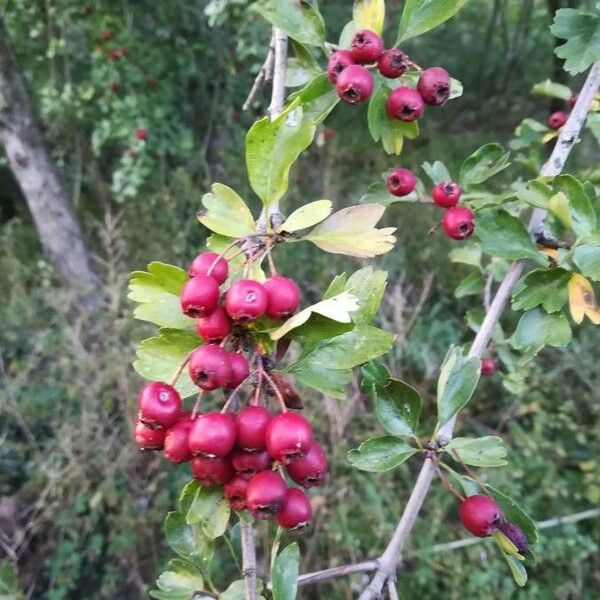 Crataegus monogyna Folha