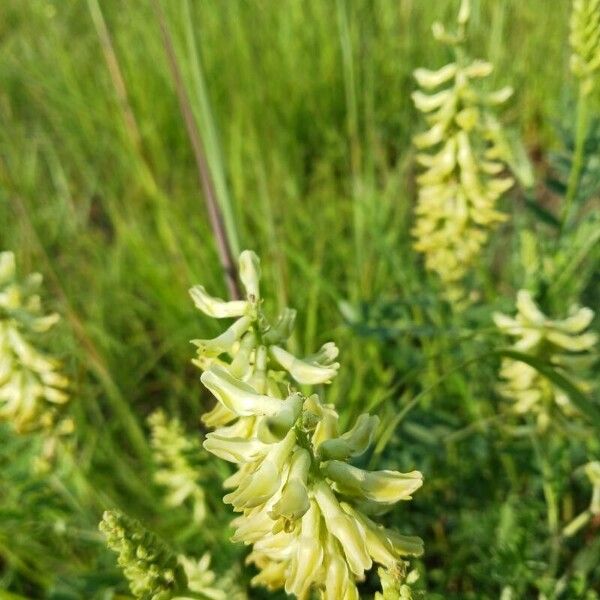 Astragalus canadensis Flower