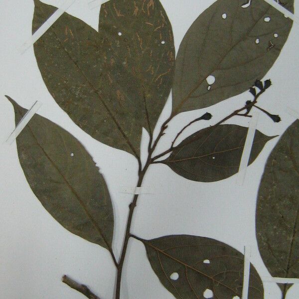 Ocotea scabrella その他の提案