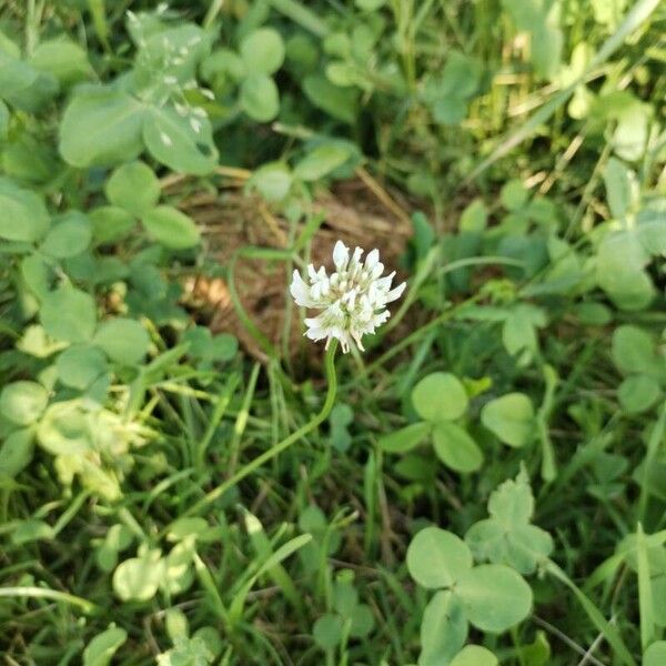 Trifolium repens Blad