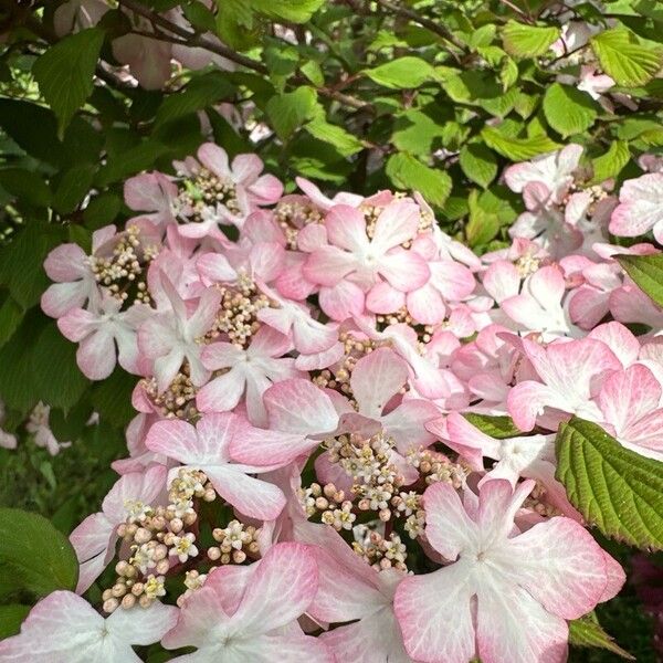 Viburnum plicatum ফুল