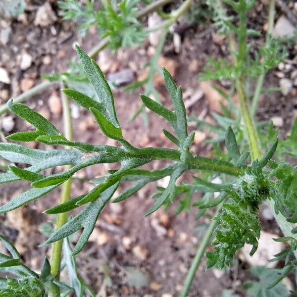 Anacyclus clavatus Leaf