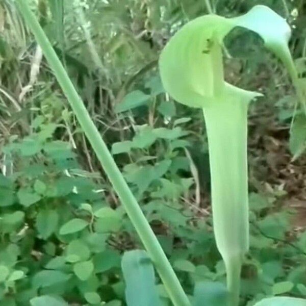 Arisaema tortuosum Blomma