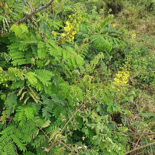 Caesalpinia decapetala Leaf