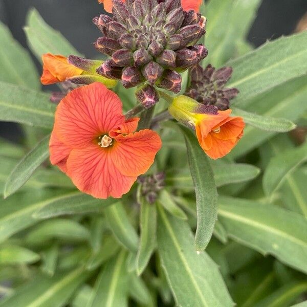 Erysimum × cheiri Цвят