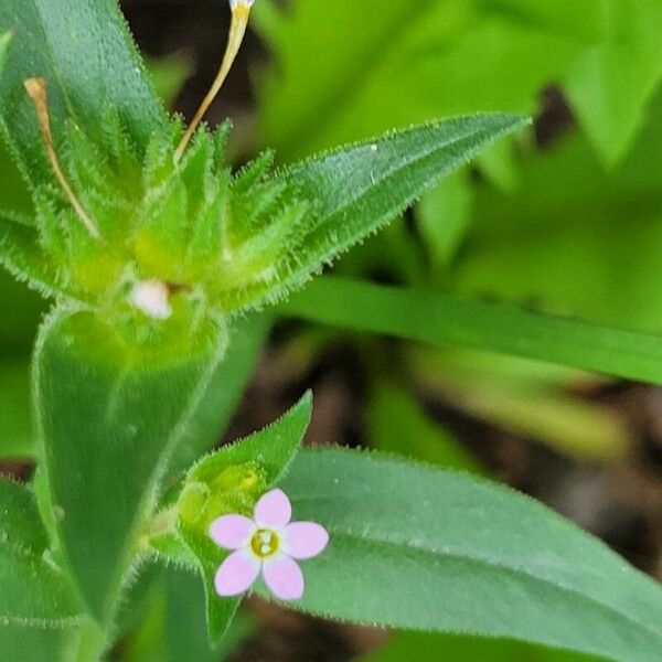 Collomia linearis 花