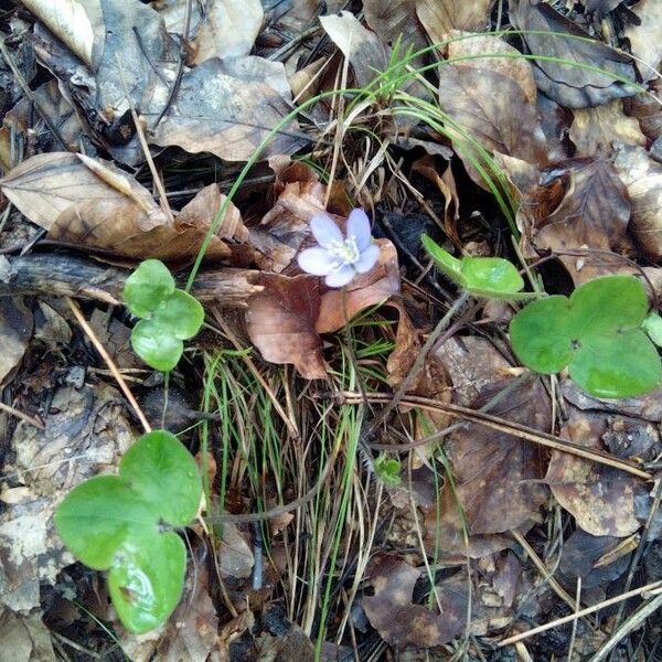 Anemone hepatica Floare